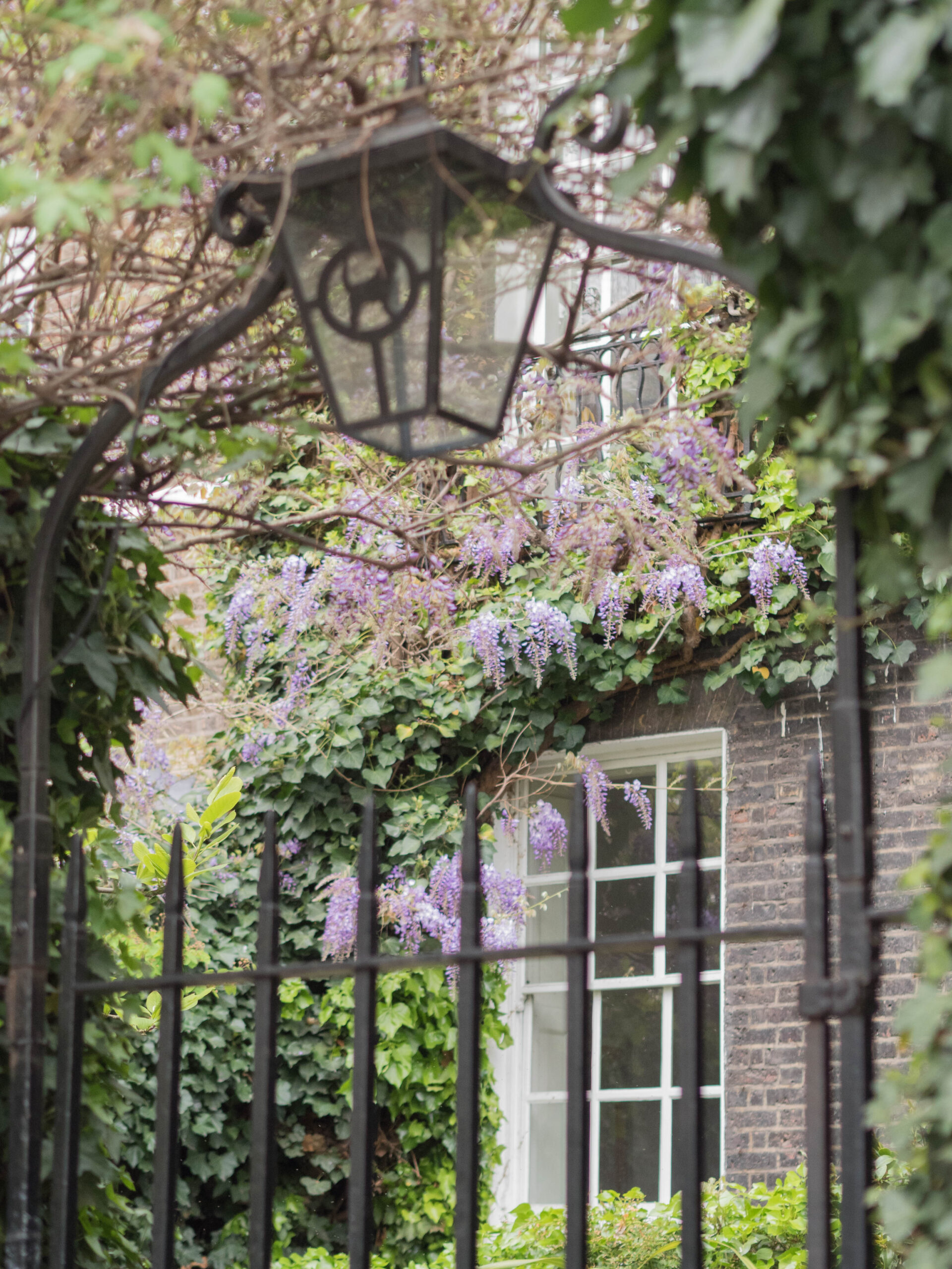 Ghenet Actually || 6 Places in London to Spot the Best Wisteria