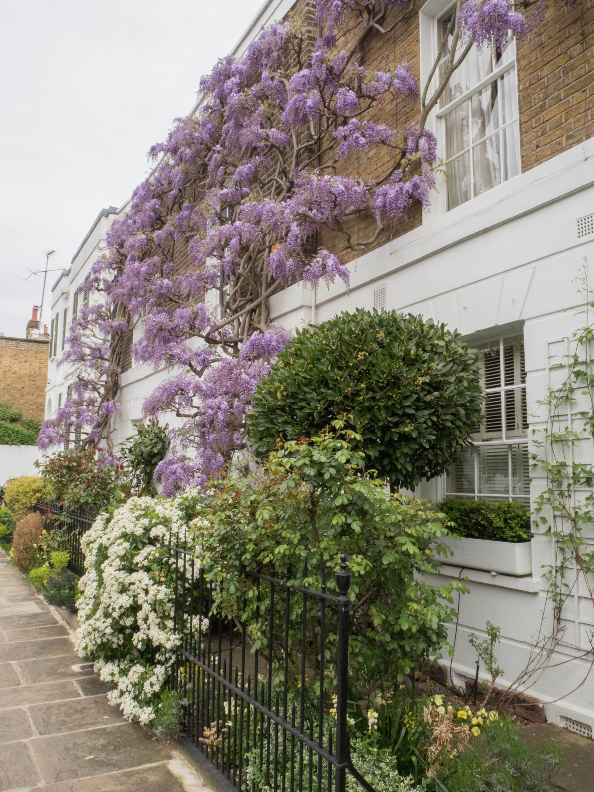 Ghenet Actually || 6 Places in London to Spot the Best Wisteria