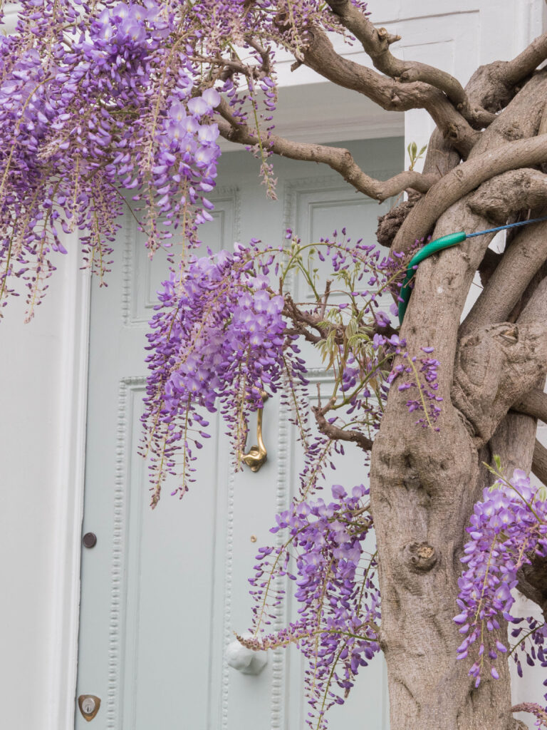 Ghenet Actually || 6 Places in London to Spot the Best Wisteria