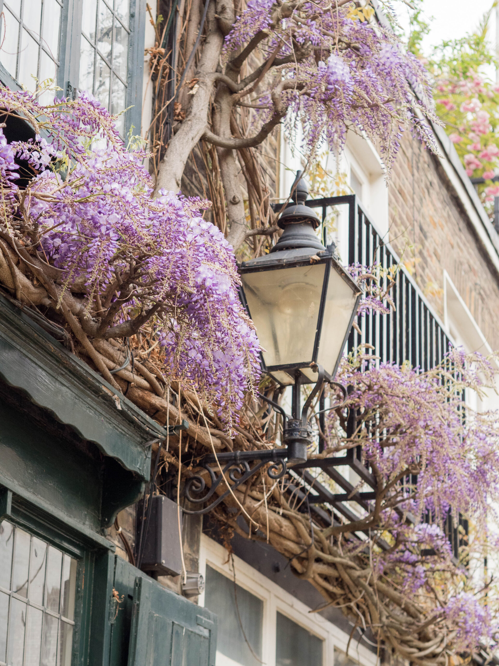 Ghenet Actually || 6 Places in London to Spot the Best Wisteria