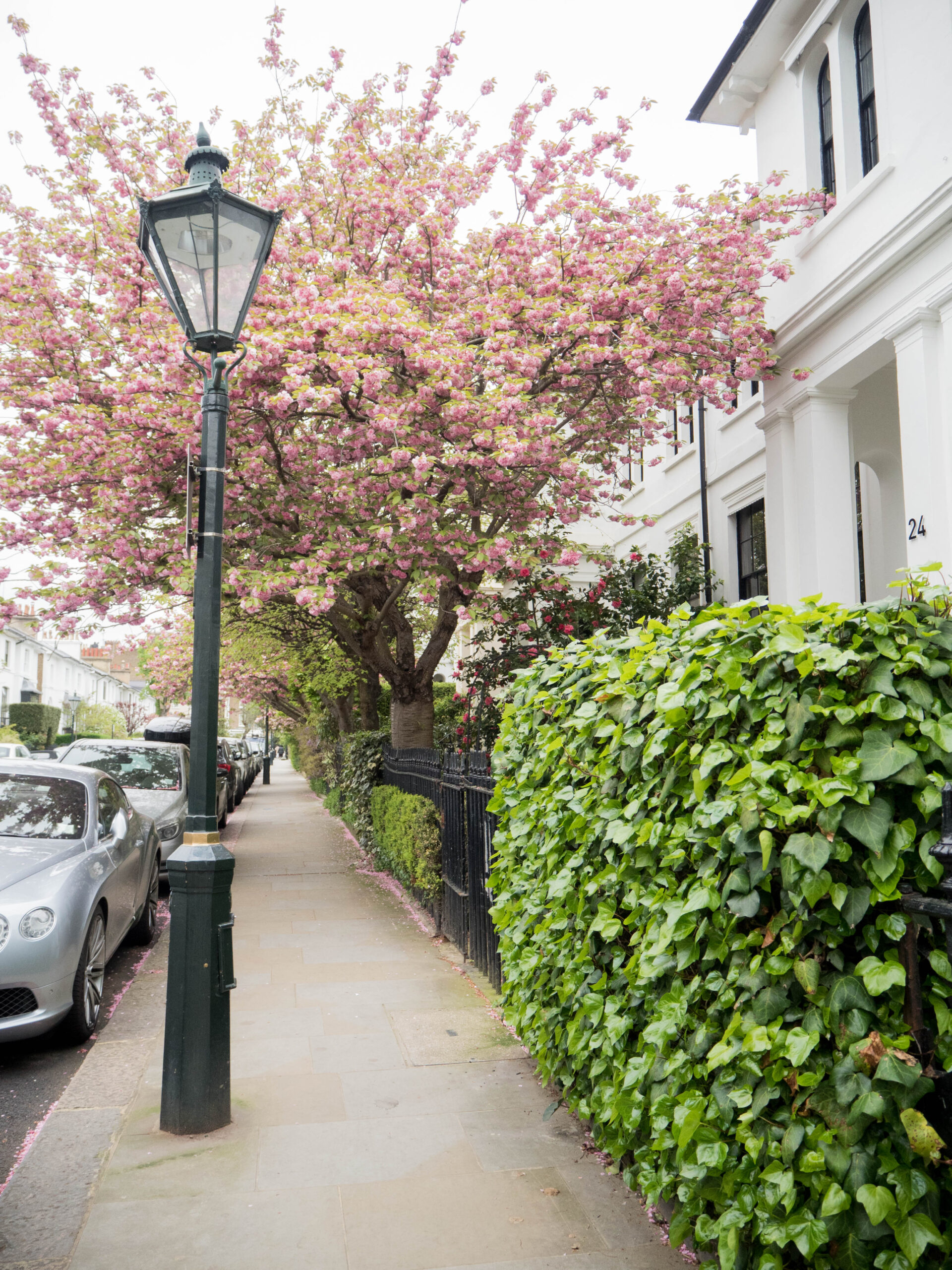 Ghenet Actually || 6 Places in London to Spot the Best Wisteria