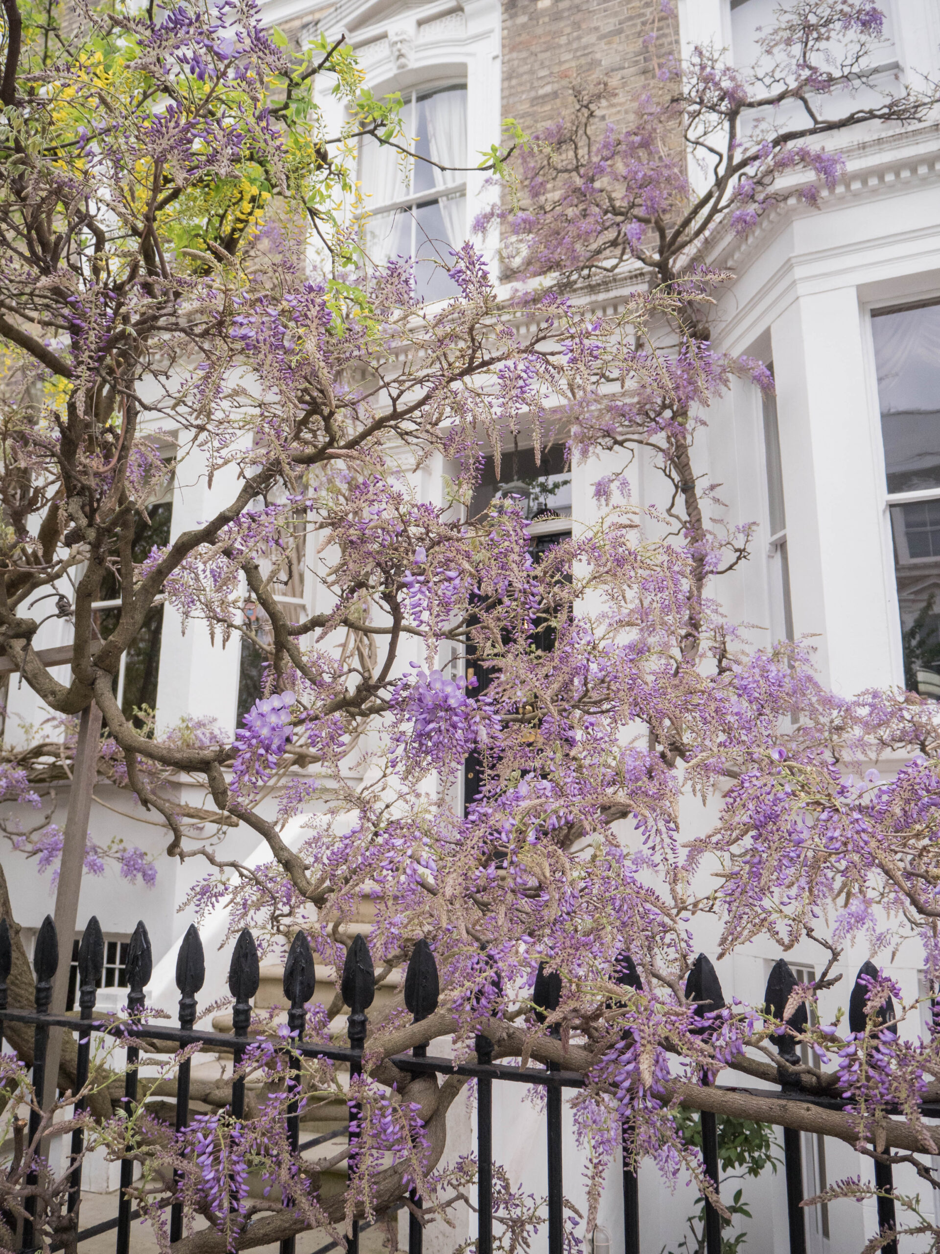 Ghenet Actually || 6 Places in London to Spot the Best Wisteria