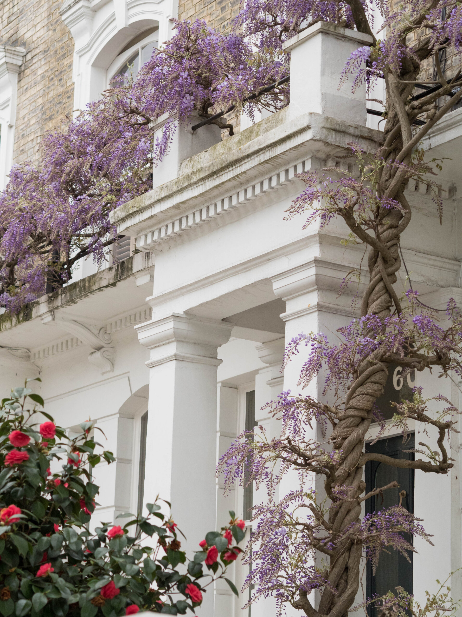 Ghenet Actually || 6 Places in London to Spot the Best Wisteria