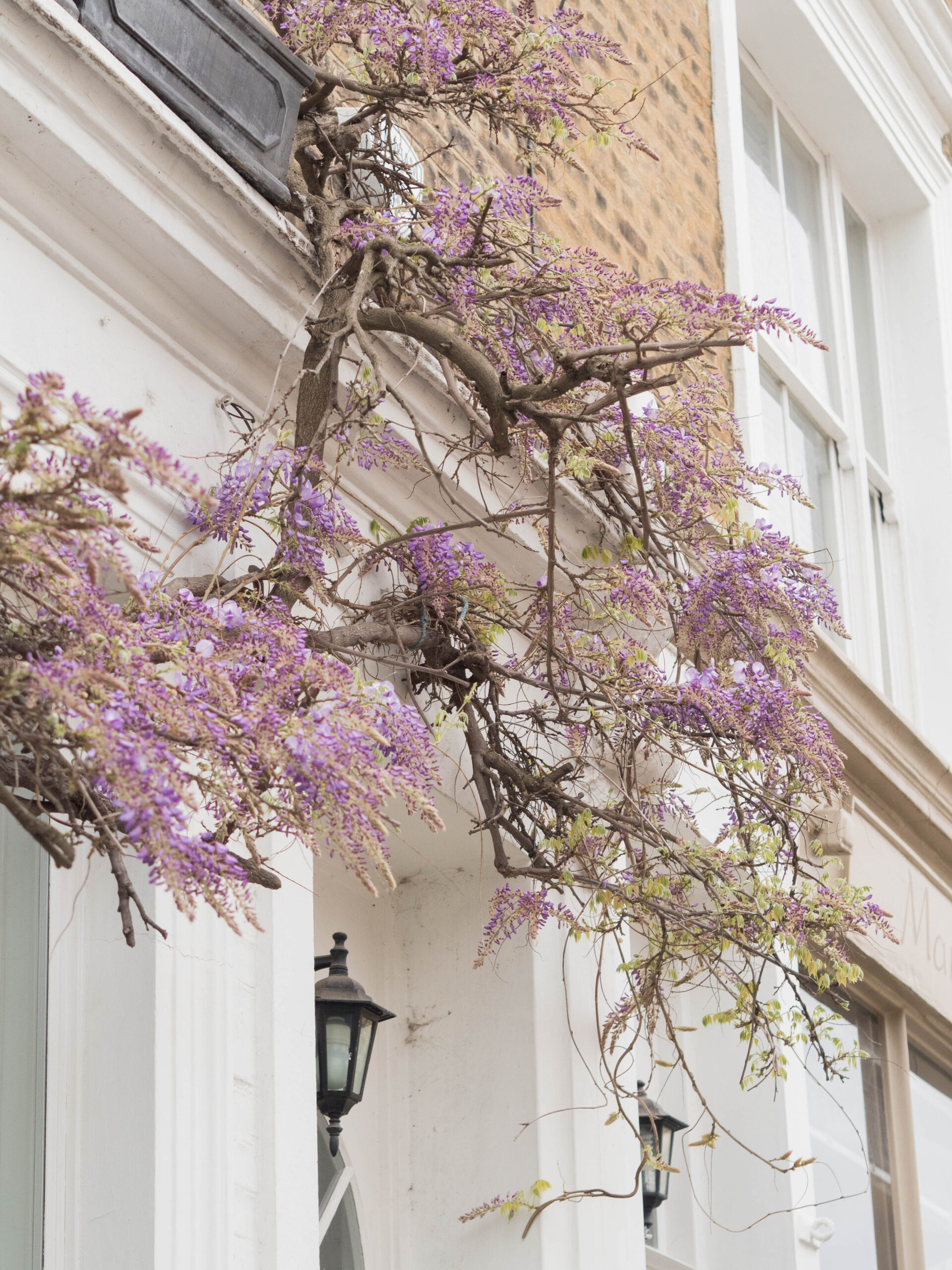 Ghenet Actually || 6 Places in London to Spot the Best Wisteria