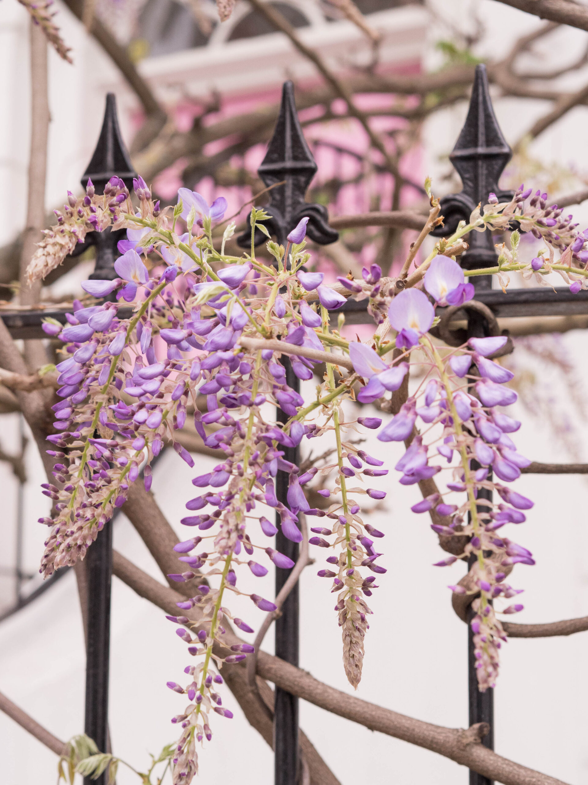 Ghenet Actually || 6 Places in London to Spot the Best Wisteria